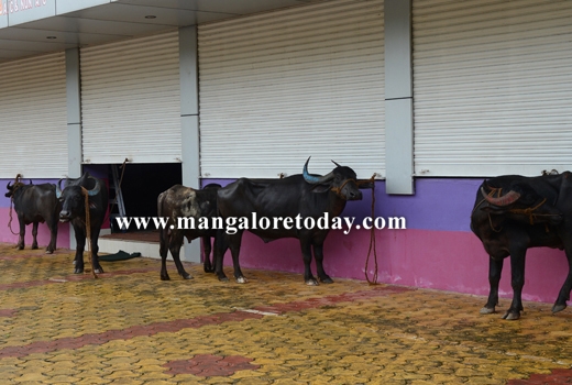 transporting cattle 1